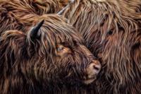Foto Glas Art-Schotse Hooglander,80x120cm, multi-gekleurd, prachtig voor in de woon en of slaapkamer, inclusief ophang materiaal - thumbnail