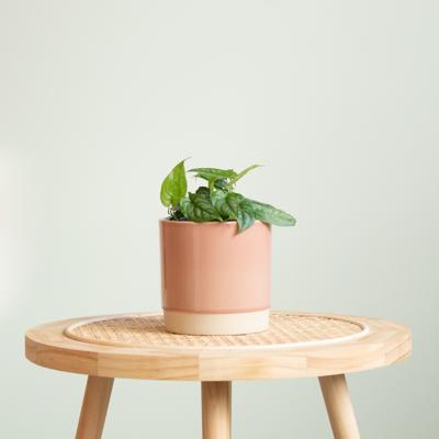 Monstera Siltepecana - P12