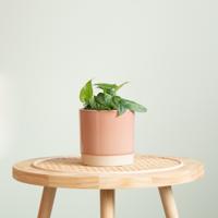 Monstera Siltepecana - P12 - thumbnail