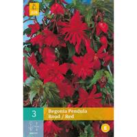 Begonia pendula rood 3st bloembol zomer Begonia JUB - Jub - thumbnail