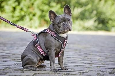 WOLTERS Hondentuig Active Pro, rood, Maat: 7