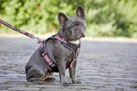 WOLTERS Hondentuig Active Pro, rood, Maat: 7 - thumbnail