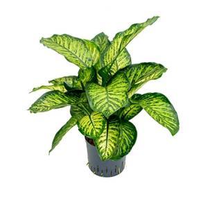 Dieffenbachia maroba hydrocultuur plant Dieffenbachia maroba hydrocultuur plant