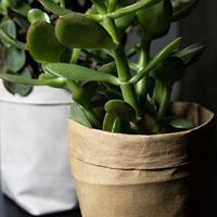 QUVIO Plantenzak uitwasbaar 7,5 x 7,5 x 12 cm (lxbxh) grijs - thumbnail