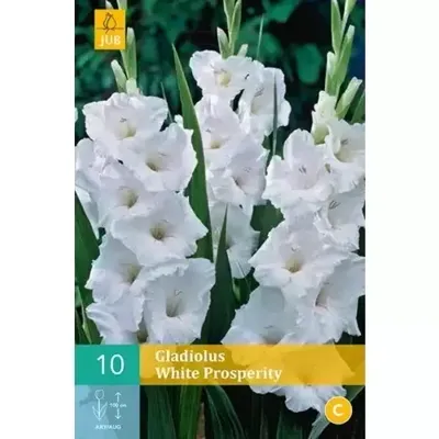 Bloembollen Gladiolus White Prosperity 10st