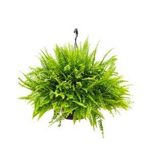 Nephrolepis green lady krulvaren hangplant
