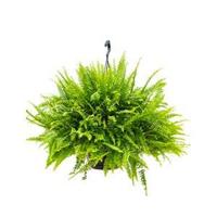 Nephrolepis green lady krulvaren hangplant - thumbnail