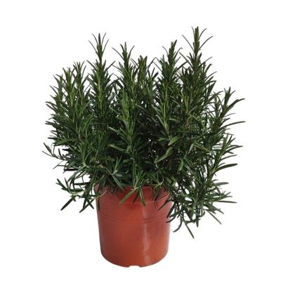 Rozemarijn Rosmarinus II kruidenplant Warentuin Natuurlijk - Warentuin natuurlijk