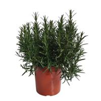 Rozemarijn Rosmarinus II kruidenplant Warentuin Natuurlijk - Warentuin natuurlijk - thumbnail