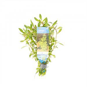 Ludwigia arcuata
 - 10 stuks - aquarium plant