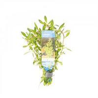 Ludwigia arcuata
 - 10 stuks - aquarium plant - thumbnail