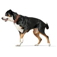 HUNTER Hondenhalsband Canadian Up, bruin, Maat: 55 - thumbnail