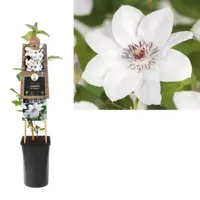 Klimplant Clematis Miss Bateman - Witte Bosrank - thumbnail
