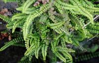 Steenbeekvaren - thumbnail