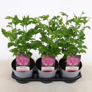 Hibiscus syriacus Magenta Chiffon - 3 stuks