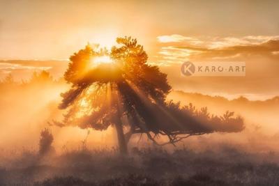 Schilderij - Zonsopkomst door de bomen , Oranje bruin , 3 maten , Wanddecoratie