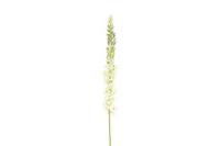 Decostar zijdebloem Eremurus 107 cm wit - thumbnail