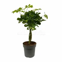Vingersboom - Schefflera arboricola 'Gold Capella' 70cm - thumbnail