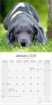 Duitse Dog Kalender 2026