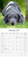 Duitse Dog Kalender 2026 - thumbnail