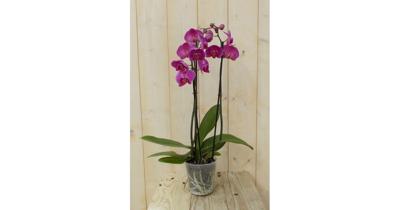 Vlinderorchidee Twee Takken roze 60 cm Phalaenopsis Warentuin Natuurlijk - Warentuin natuurlijk Vlinderorchidee Twee Takken roze 60 cm Phalaenopsis Warentuin Natuurlijk - Warentuin natuurlijk