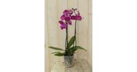Vlinderorchidee Twee Takken roze 60 cm Phalaenopsis Warentuin Natuurlijk - Warentuin natuurlijk - thumbnail