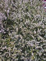 Witte winterheide - thumbnail