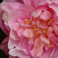 Pioen Kunstbloem 38cm Roze - thumbnail