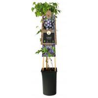 Kleinbloemige Clematis Macropetala 75 cm klimplant - thumbnail
