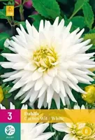JUB x3 Dahlia Cactus Wit - thumbnail