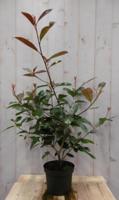 Glansmispel Photinia Red Robin rood 70 cm - Warentuin natuurlijk - thumbnail