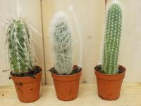 3 stuks! Kamerplant Cactus mini hoog Cactaceae Warentuin Natuurlijk - Warentuin natuurlijk - thumbnail