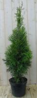 Conifeer Thuja Smaragd 150-180 cm Levensboom Warentuin Natuurlijk - Warentuin natuurlijk - thumbnail