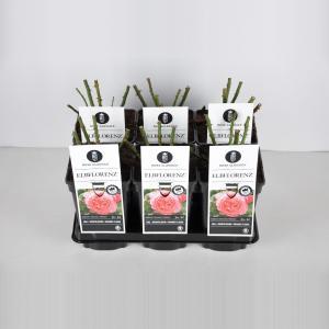 Grootbloemige roos (rosa "Elbflorenz"®) - C3 - 1 stuks