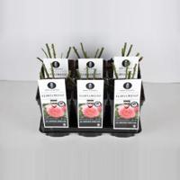 Grootbloemige roos (rosa "Elbflorenz"®) - C3 - 1 stuks - thumbnail