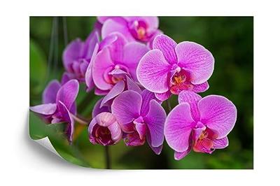 Fotobehang - Roze Orchidee Bloesems, in 11 maten te koop, premium print, incl behanglijm