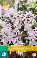 Chionodoxa bollen pink giant 15 bollen - thumbnail