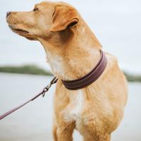 Hondenhalsband Hunter Paars 27-35 cm - thumbnail