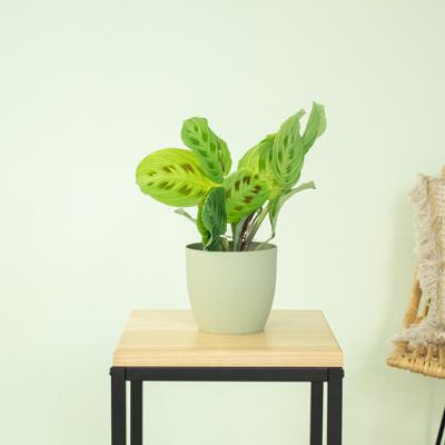 Maranta Light Veins - P12 Maranta Light Veins - P12