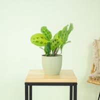 Maranta Light Veins - P12 - thumbnail