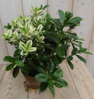 3 stuks! Veronica Hebe Andersonii roze bont en groen blad Warentuin Natuurlijk - Warentuin natuurlijk - thumbnail