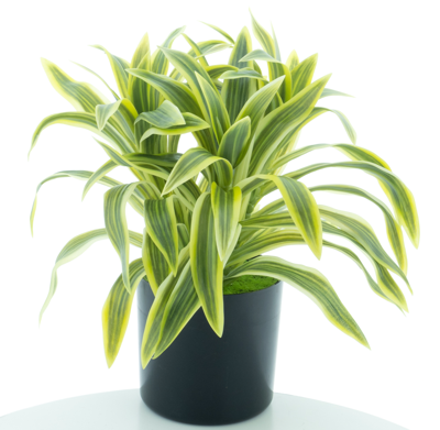 Dracaena in pot green/yellow 30cm