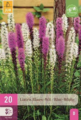 Bloembollen Liatris Blauw-Wit 20st Bloembollen Liatris Blauw-Wit 20st