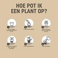 Pokon Bio Potgrond Mediterrane Planten 30L - thumbnail