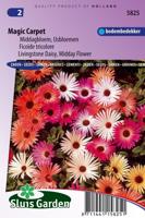 Ijsbloemen bloemzaden – Magic Carpet - thumbnail