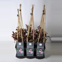 Klimroos (rosa "Veilchenblau") - thumbnail