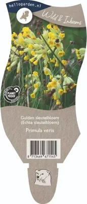 Gulden sleutelbloem[sr](Echte sleutelbloem) vaste plant Griffioen - Griffioen