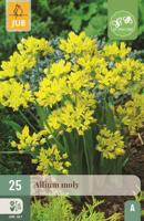 Allium moly - thumbnail