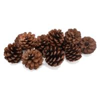 Colorations - dennenappels, 12st. - thumbnail