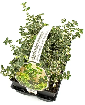Bontbladige Kardinaalsmuts - Euonymus for. Gaiety 6-pack